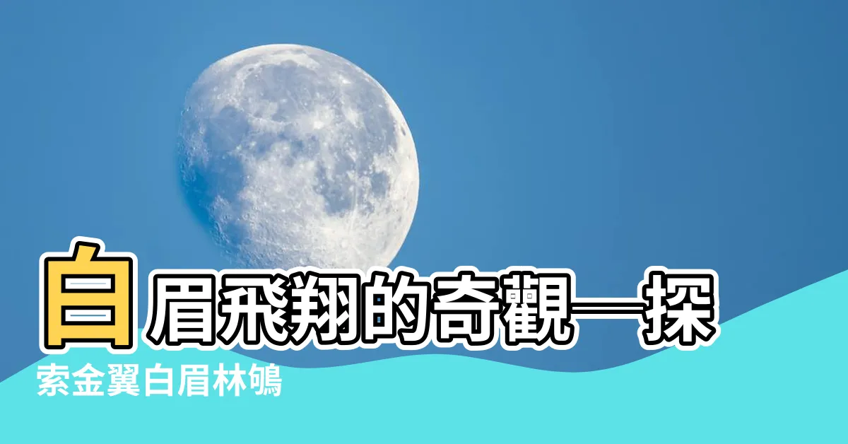 【有白眉的鳥】白眉飛翔的奇觀─探索金翼白眉林鴝