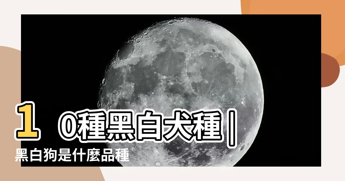 【黑白色狗】10種黑白犬種 |黑白狗是什麼品種 |黑白色的狗有哪些 |