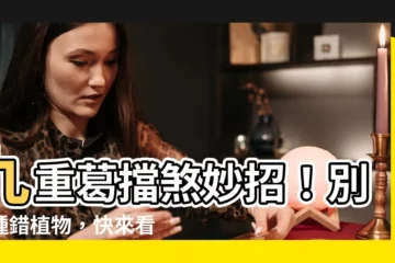 【九重葛擋煞】九重葛擋煞妙招！別再種錯植物，快來看家裡植物的風水禁忌