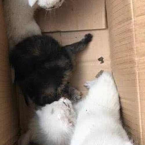 2、一隻流浪貓來到後院的角落,生下了一隻小貓有風水說法嗎?