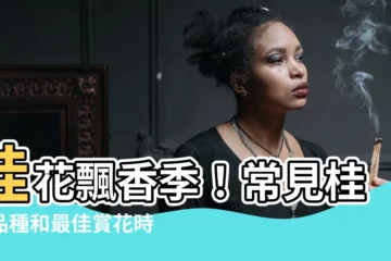 【桂花幾月】桂花飄香季！常見桂花品種和最佳賞花時節揭曉