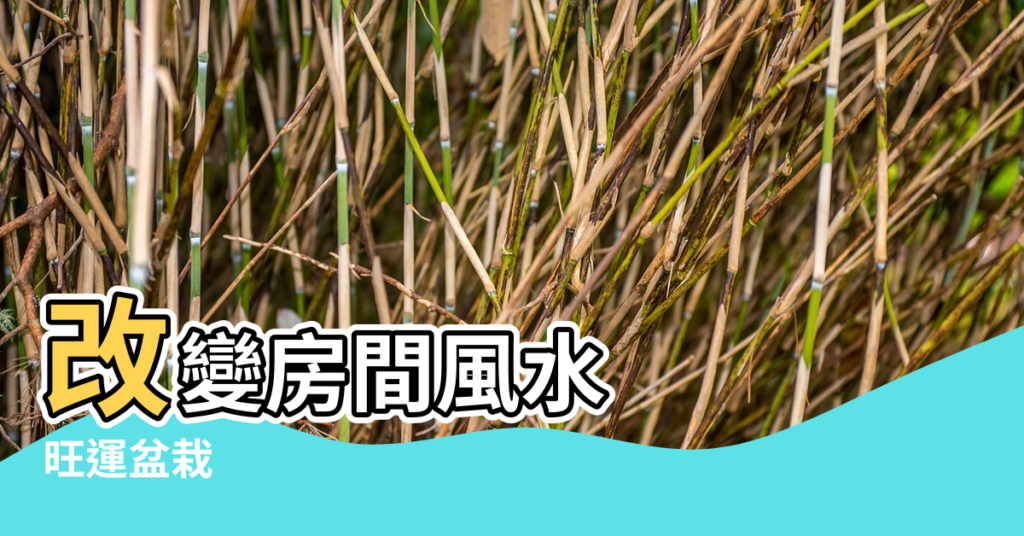 【用綠植帶旺風水】改變房間風水 |旺運盆栽 |專家解析 |