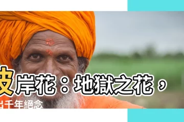 【彼岸花 地獄花】彼岸花：地獄之花，開出千年絕念