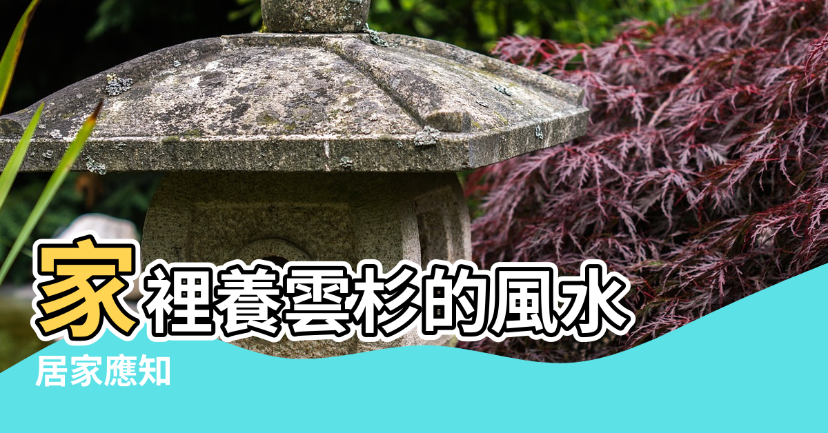 【家裡養雲杉的風水】家裡養雲杉的風水 |居家應知 |養哪種植物對風水好 |