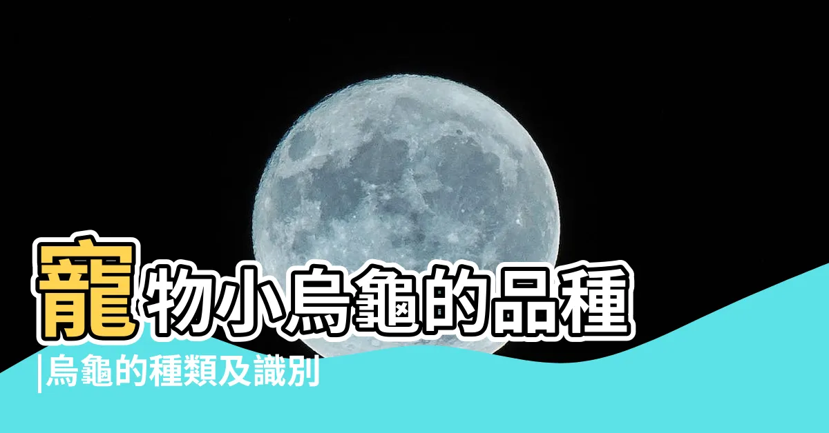 【烏龜】寵物小烏龜的品種 |烏龜的種類及識別方法 |烏龜屬動物 |