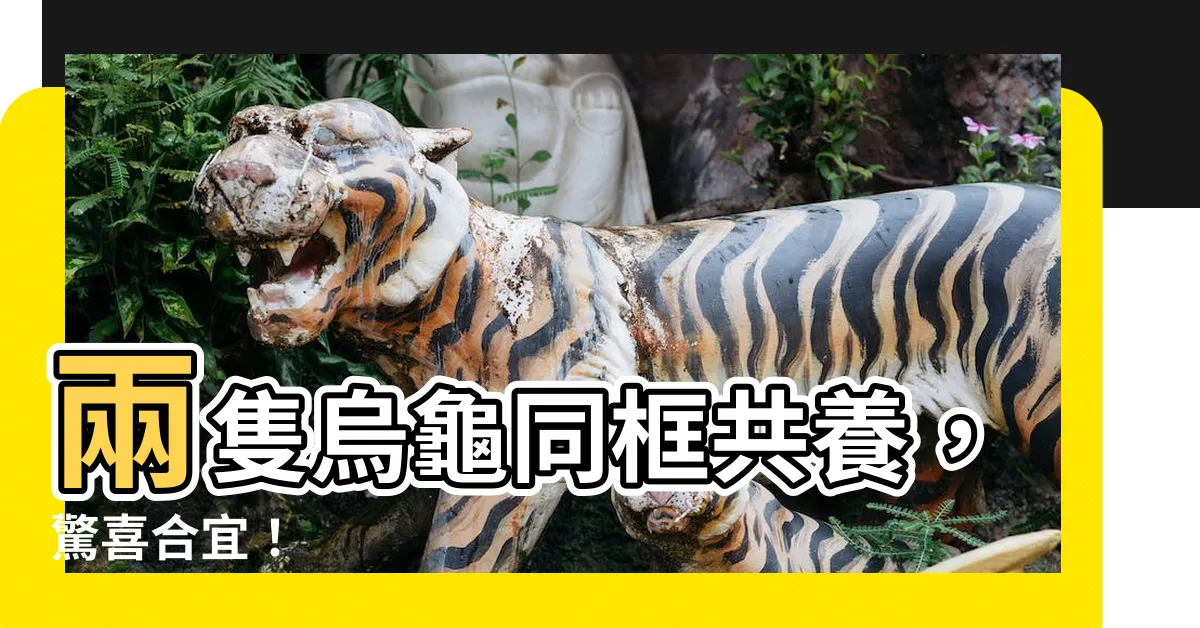 【兩隻烏龜養一起】兩隻烏龜同框共養，驚喜合宜！