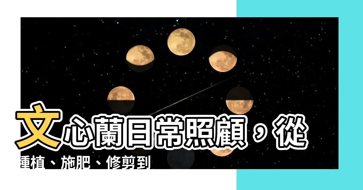 【文心蘭照顧】文心蘭日常照顧，從種植、施肥、修剪到澆水，一次搞懂！
