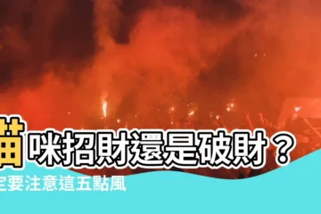 【貓 風水】貓咪招財還是破財？一定要注意這五點風水禁忌
