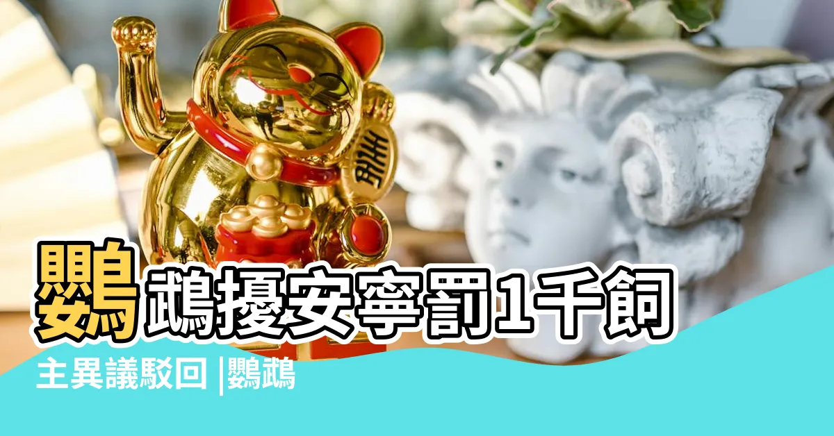 【鳥叫聲妨害安寧】鸚鵡擾安寧罰1千飼主異議駁回 |鸚鵡叫不停惹鄰怨男恐挨罰6000元 |