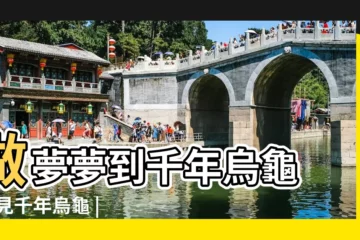 【夢到抓到一隻千年烏龜】做夢夢到千年烏龜 |夢見千年烏龜 |夢到千年烏龜是什麼意思 |