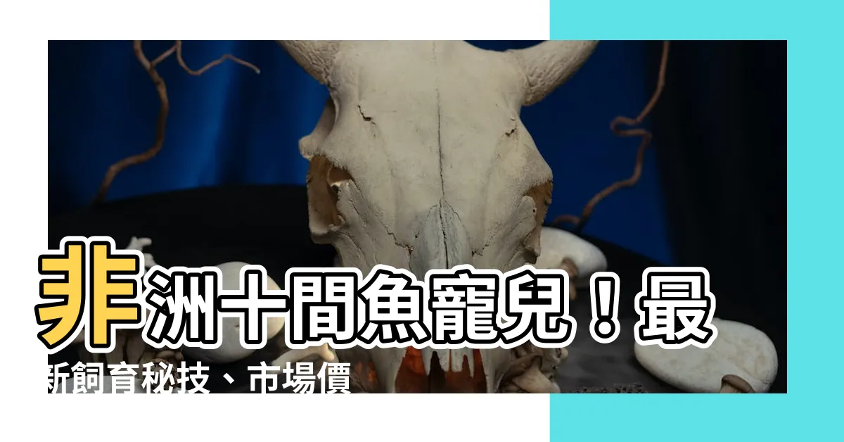 【非洲十間魚】非洲十間魚寵兒！最新飼育秘技、市場價格一次收錄！