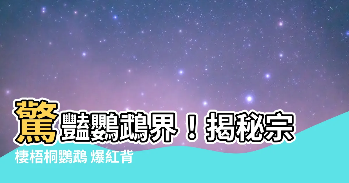 【宗棲梧桐鸚鵡】驚豔鸚鵡界！揭秘宗棲梧桐鸚鵡 爆紅背後的故事