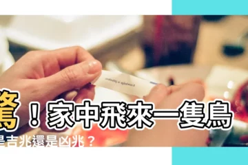 【家中 飛 來 鳥】驚！家中飛來一隻鳥，是吉兆還是凶兆？快來看！