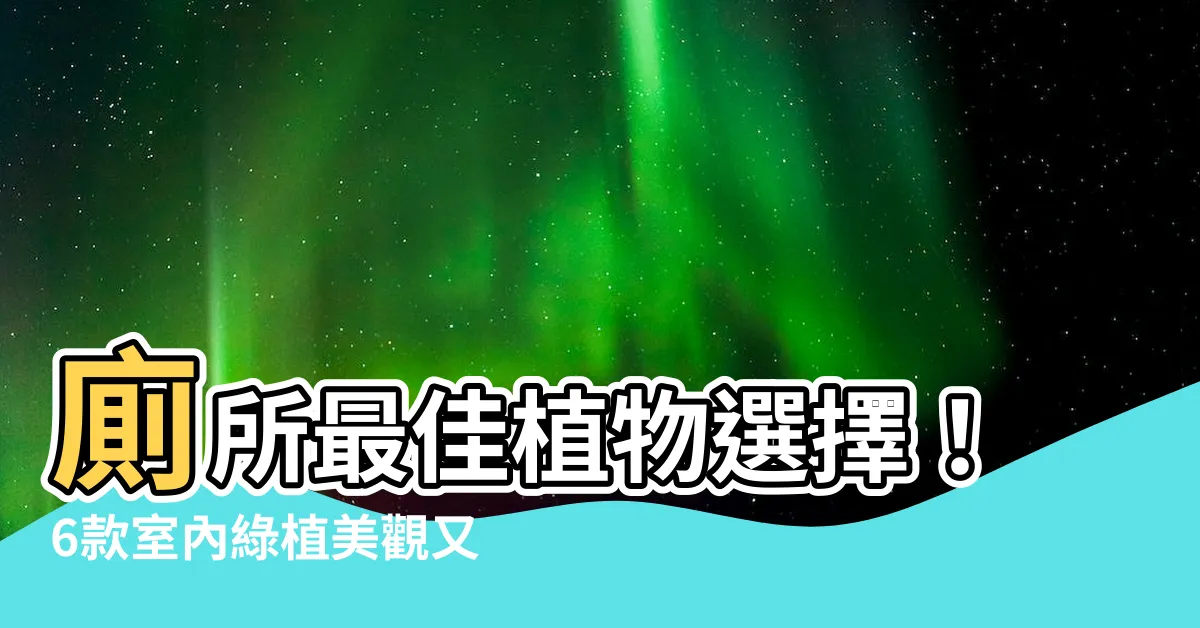 【廁所要放什麼植物】廁所最佳植物選擇！6款室內綠植美觀又實用