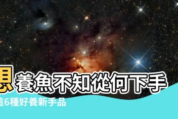 【什麼魚好養】想養魚不知從何下手？這6種好養新手品種不踩雷！