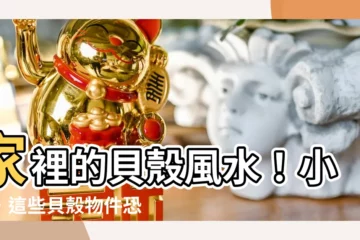 【貝殼風水】家裡的貝殼風水！小心，這些貝殼物件恐招破財煞