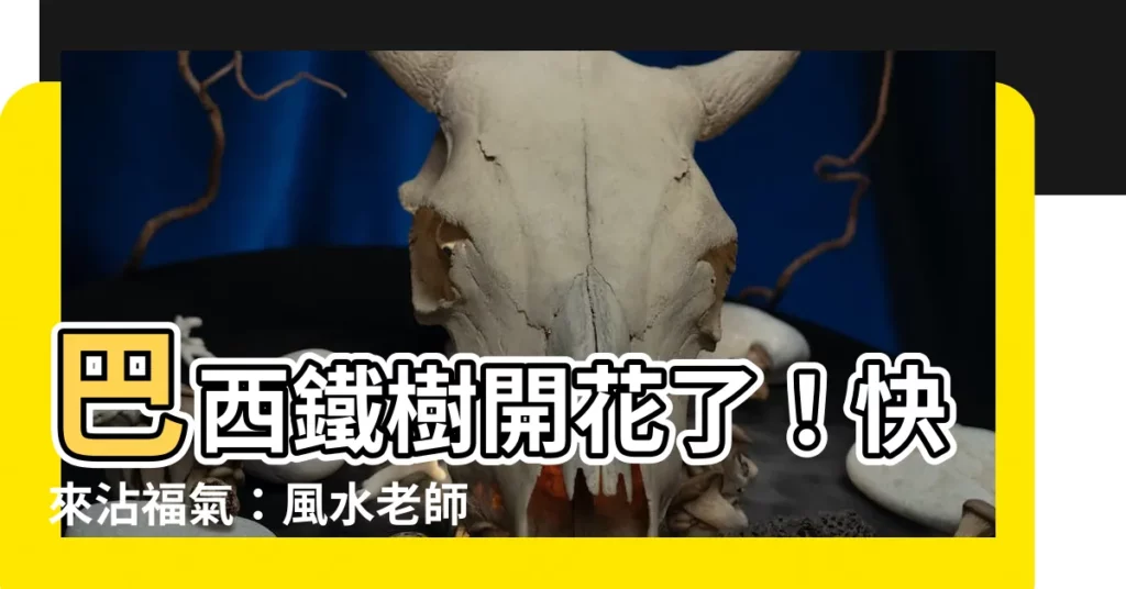 【巴西鐵樹開花風水巴西鐵樹風水】巴西鐵樹開花了！快來沾福氣：風水老師揭秘它的招財、擋煞秘訣