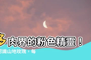 【山地玫瑰 多肉】多肉界的粉色精靈！來認識山地玫瑰，每天一款多肉新知