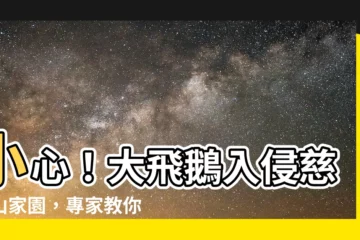 【大飛鵝】小心！大飛鵝入侵慈雲山家園，專家教你如何驅逐
