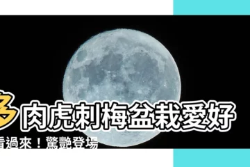 【虎刺梅】多肉虎刺梅盆栽愛好者看過來！驚艷登場的865品種介紹