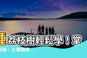 【種荔枝樹】種荔枝樹輕鬆學！掌握氣候、土壤關鍵，收成滿滿