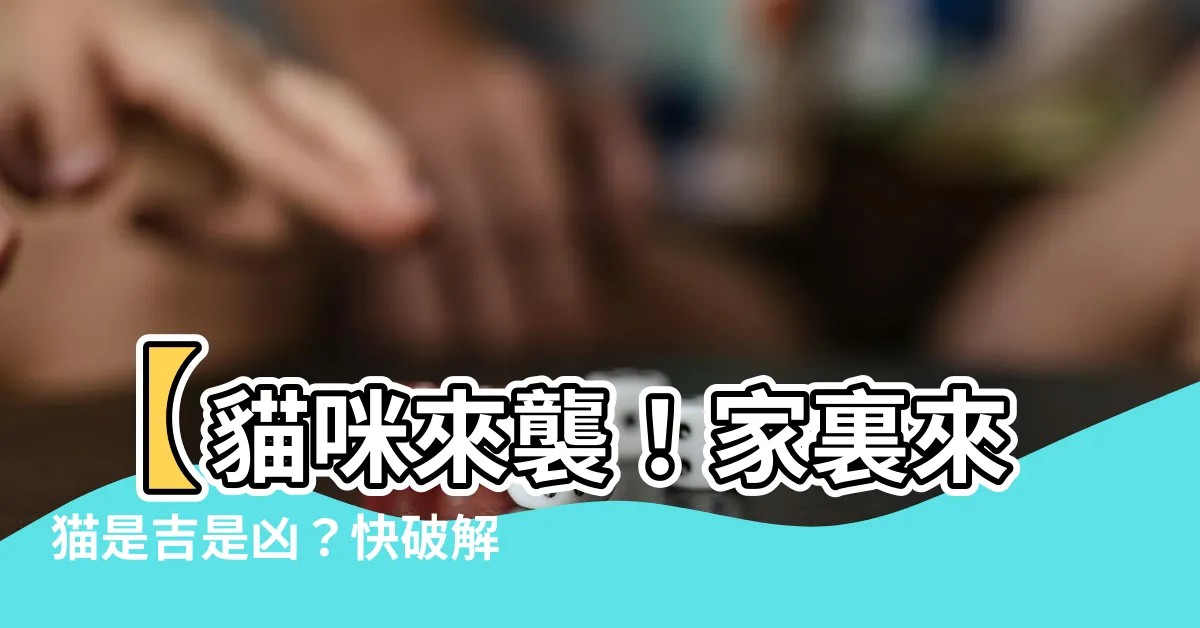 【貓來家裏】【貓咪來襲！家裏來貓是吉是兇？快破解貓來家預兆】