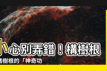 【構樹根】小心別弄錯！構樹根與楮樹根的「神奇功效」大公開