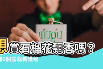 【石榴花盆栽】想賞石榴花飄香嗎？掌握6個盆栽養護秘訣，花開燦爛，果實滿枝！