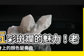 【老虎的顏色】五彩斑斕的魅力！老虎身上的顏色變奏曲，哪一色最能俘獲你的心？