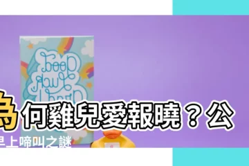 【為什麼雞早上會叫】為何雞兒愛報曉？公雞早上啼叫之謎