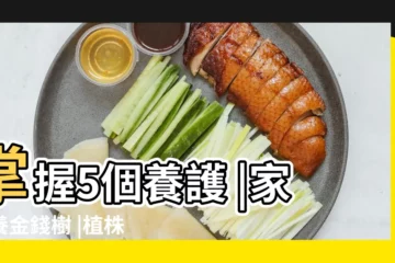 【金錢樹的養護方法】掌握5個養護 |家裏養金錢樹 |植株長得枝繁葉茂 |