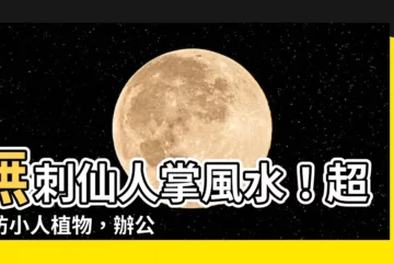 【無刺仙人掌風水】無刺仙人掌風水！超強防小人植物，辦公室必備！