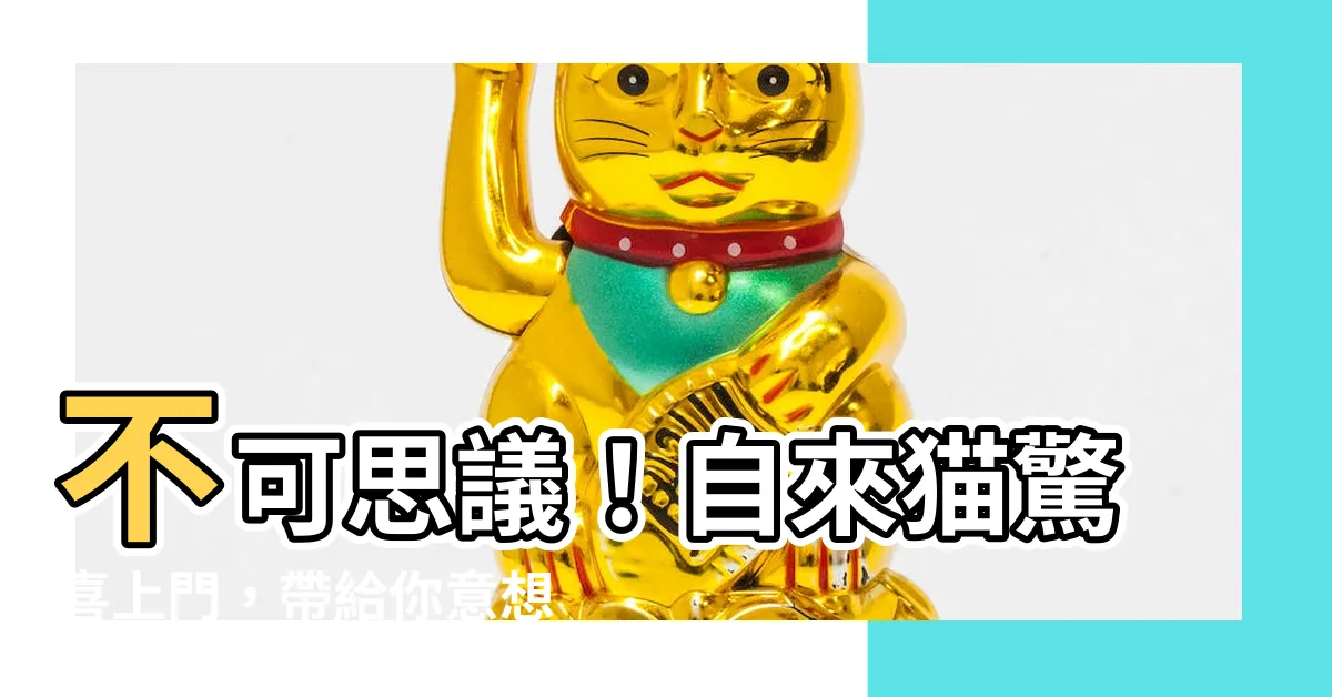 【自來貓】不可思議！自來貓驚喜上門，帶給你意想不到的好運