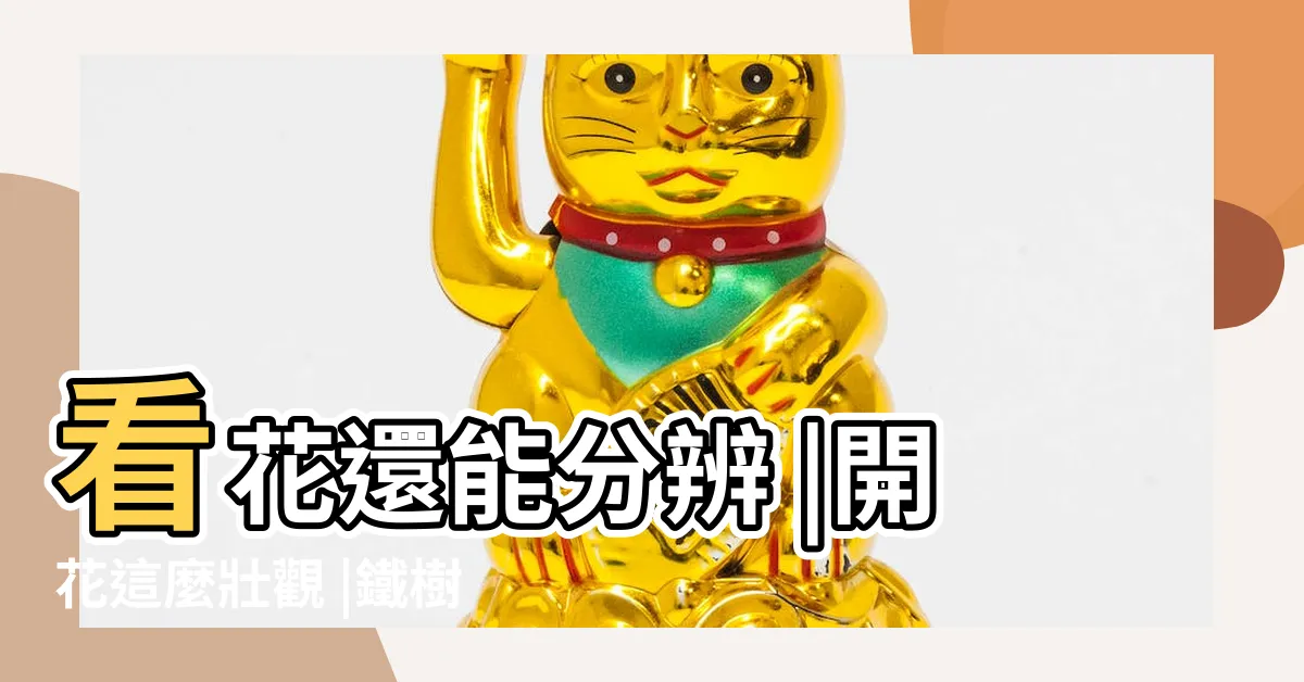 【鐵樹會開花嗎】看花還能分辨 |開花這麼壯觀 |鐵樹也是會開花的哦 |
