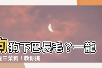 【一龍二虎三菜狗】狗狗下巴長毛？一龍二虎三菜狗！教你挑選最忠誠的毛小孩！