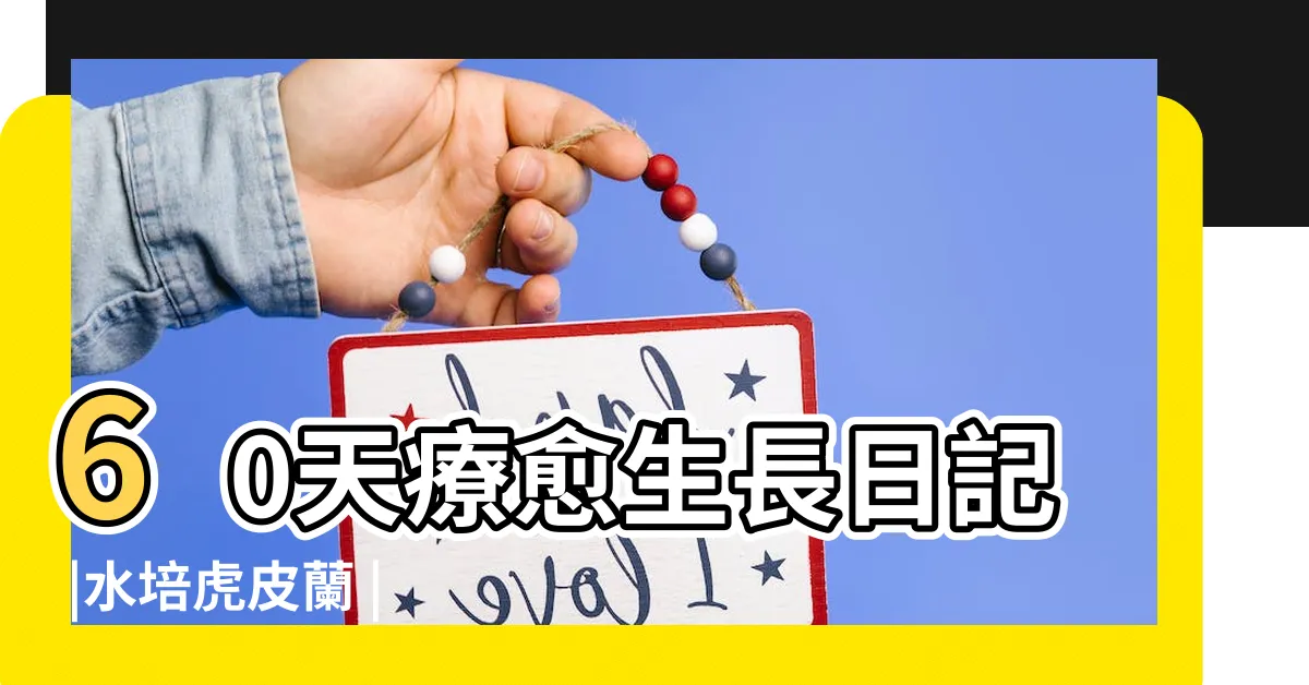 【黃金虎尾蘭水耕】60天療愈生長日記 |水培虎皮蘭 |虎尾蘭實驗 |
