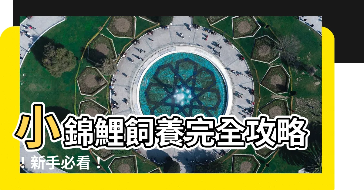 【小錦鯉飼養】小錦鯉飼養完全攻略！新手必看！