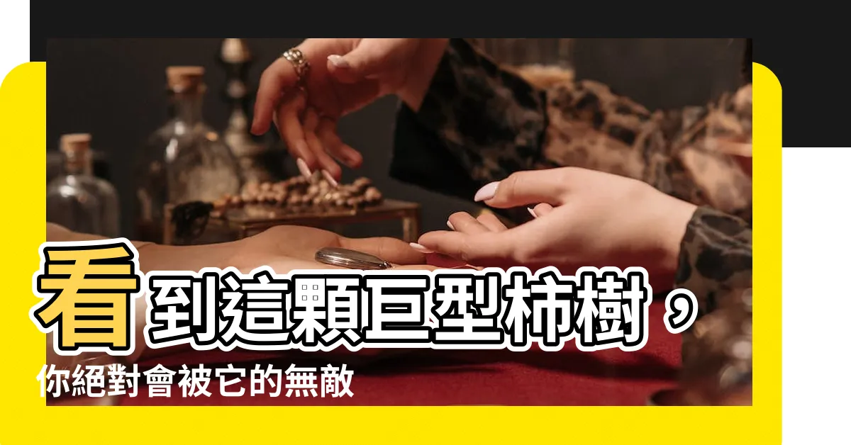 【柿樹】看到這顆巨型柿樹，你絕對會被它的無敵魅力震懾！