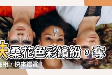 【扶桑花顏色】扶桑花色彩繽紛，奪目亮相，快來鑑賞！