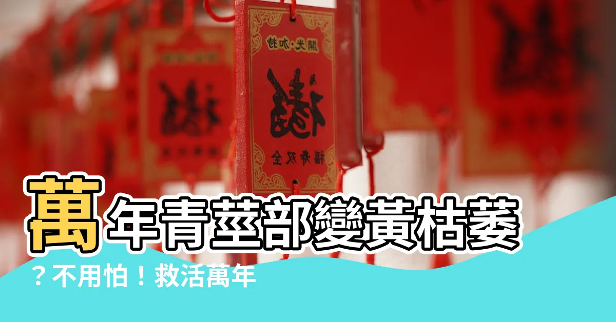 【萬年青莖變黃】萬年青莖部變黃枯萎？不用怕！救活萬年青的秘訣大公開