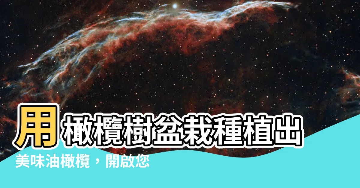 【油橄欖樹】用橄欖樹盆栽種植出美味油橄欖，開啟您的健康新生活
