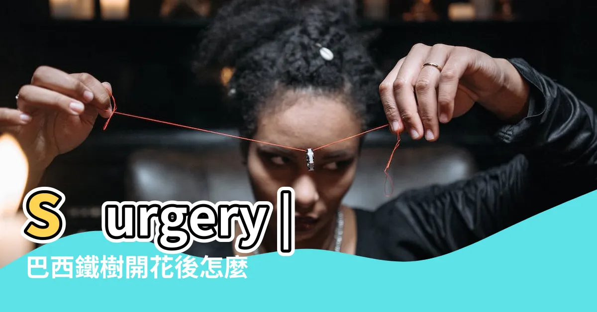【巴西鐵樹開花後如何處理】surgery |巴西鐵樹開花後怎麼處理 |給巴西鐵樹動手術後 |