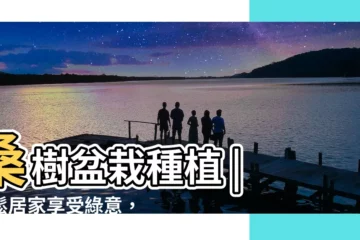 【桑樹盆栽種植】桑樹盆栽種植 | 輕鬆居家享受綠意，感受自然療癒