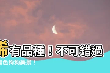 【黑色狗狗】稀有品種！不可錯過的黑色狗狗美景！
