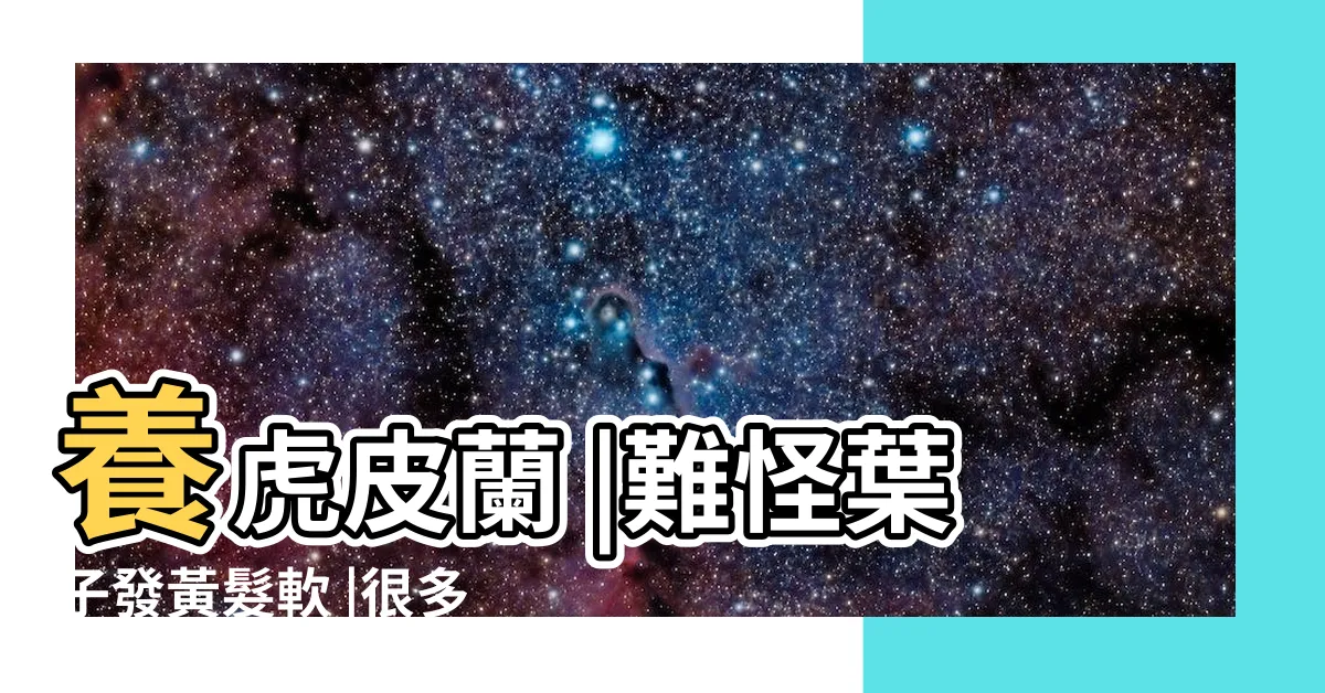 【虎葉蘭】養虎皮蘭 |難怪葉子發黃髮軟 |很多人做錯 |