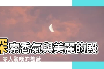 【薔薇樹】探索香氣與美麗的殿堂：令人驚嘆的薔薇樹