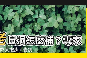 【老鼠洞怎麼補】老鼠洞怎麼補？專家教你3大撇步，告別老鼠入侵！