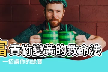 【富貴竹變黃】富貴竹變黃的救命法寶！一招讓你的綠寶貝重獲生機