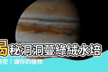 【洞洞蔓綠絨水培】揭秘洞洞蔓綠絨水培的秘密！讓你的植物茁壯成長