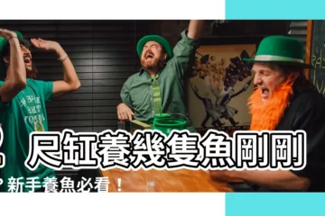【2尺缸可以養幾隻魚】2尺缸養幾隻魚剛剛好？新手養魚必看！